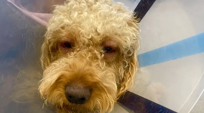 Vetco Total Care Animal Hospital Picture 1