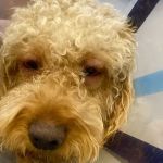 Vetco Total Care Animal Hospital