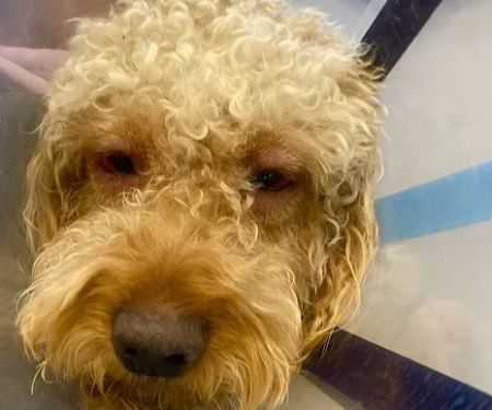 Vetco Total Care Animal Hospital
