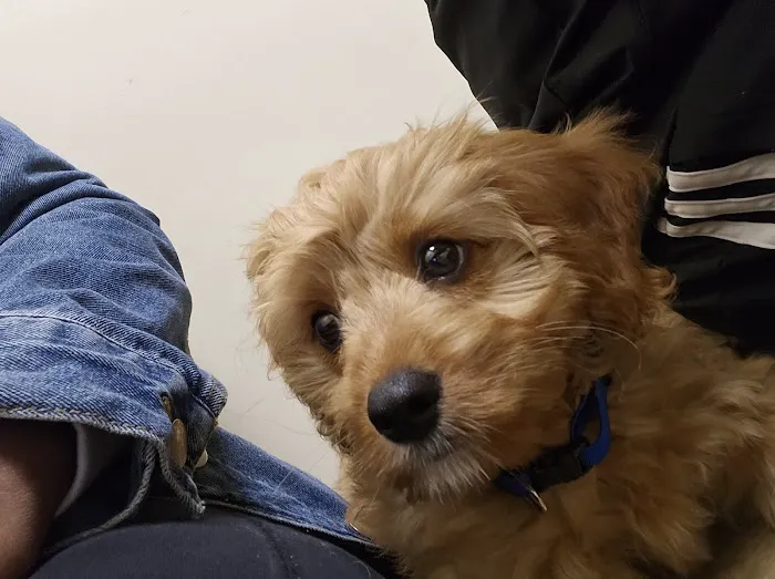 Vetco Total Care Animal Hospital Picture 4