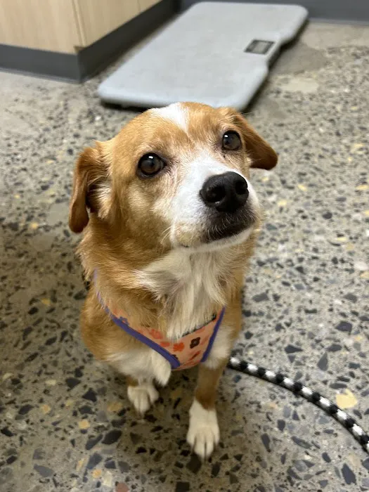 Vetco Total Care Animal Hospital Picture 8