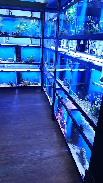 Buckley's Fish Room Picture 2