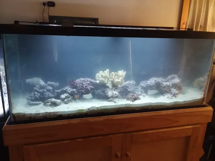 Buckley's Fish Room Picture 4