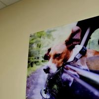 Vetco Vaccination Clinic ico