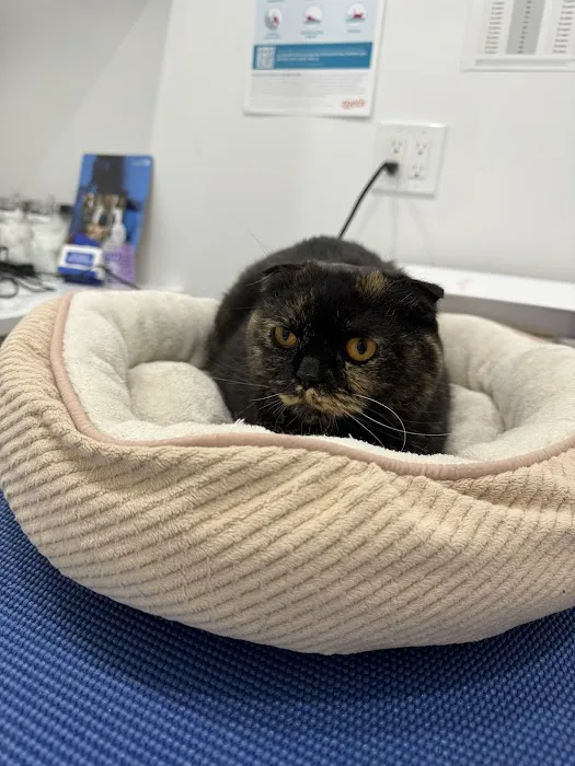 Kind Vet Picture 6