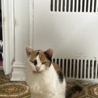 Kind Vet ico