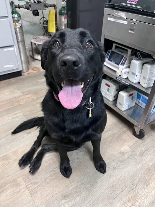 Aquebogue Veterinary Hospital Picture 5
