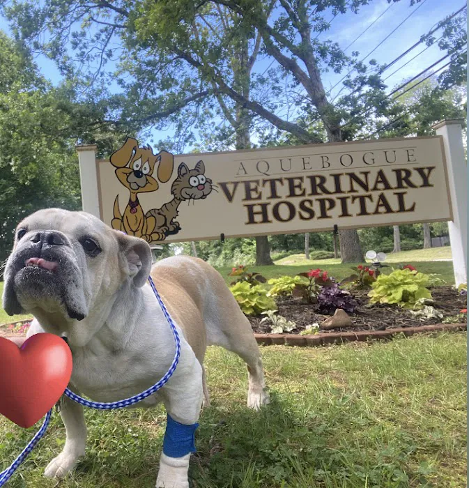 Aquebogue Veterinary Hospital Picture 10