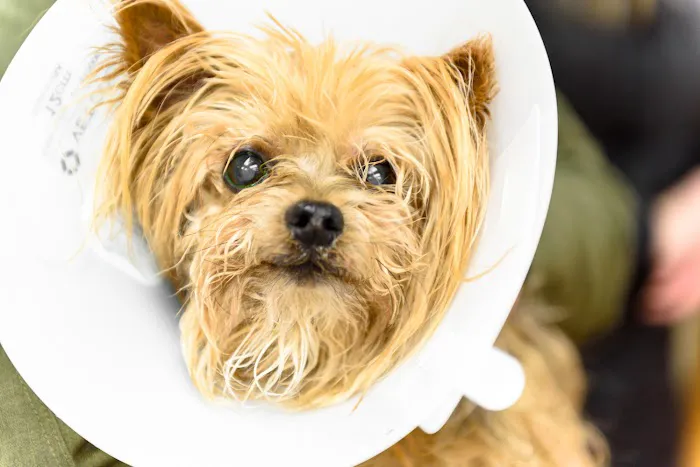 Mattituck-Laurel Veterinary Hospital Picture 10