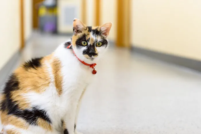 Mattituck-Laurel Veterinary Hospital Picture 8
