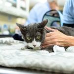 Mattituck-Laurel Veterinary Hospital