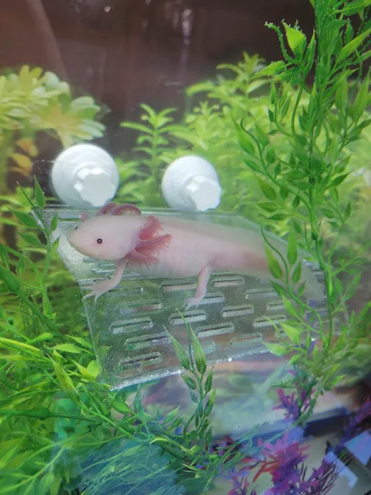 Axolotl Galaxy Picture 1