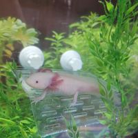 Axolotl Galaxy ico