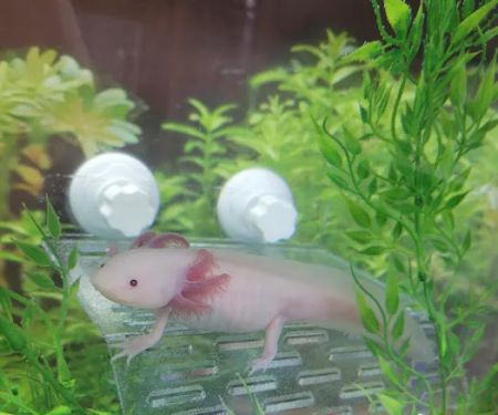 Axolotl Galaxy