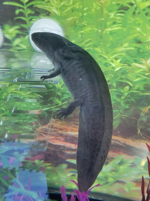Axolotl Galaxy Picture 2