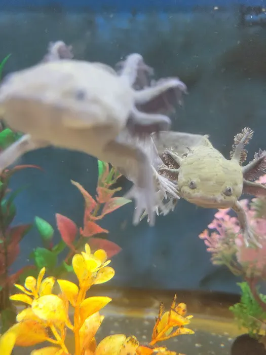 Axolotl Galaxy Picture 3