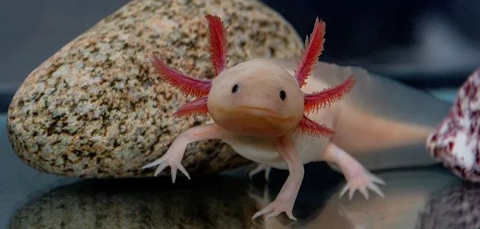 Axolotl Galaxy Picture 10
