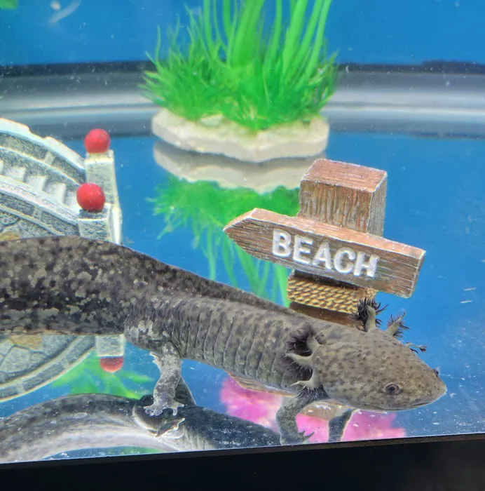 Axolotl Galaxy Picture 9