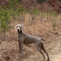 Shinnecock Animal Hospital ico