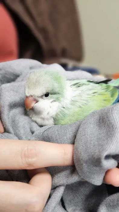 Parrot & Bird Emporium Inc Picture 8