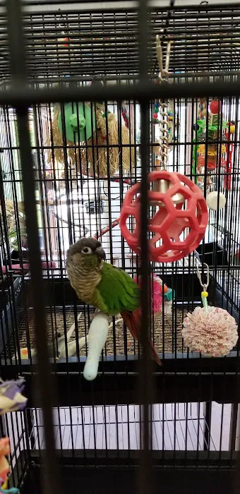 Parrot & Bird Emporium Inc Picture 2