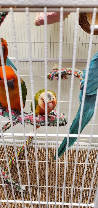 Parrot & Bird Emporium Inc Picture 7