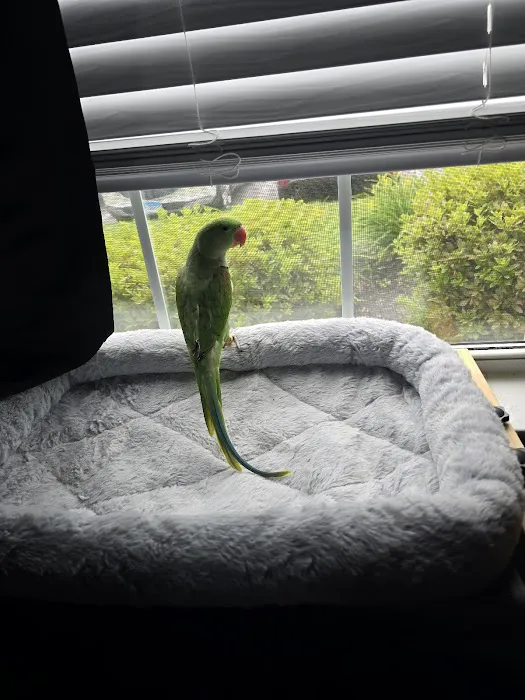 Parrot & Bird Emporium Inc Picture 9