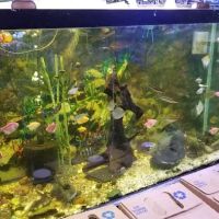 Alex's Advanced Aquatics ico