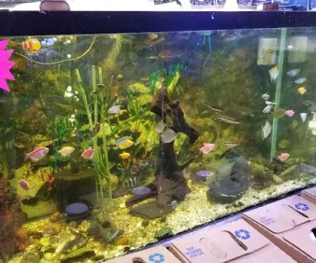 Alex's Advanced Aquatics