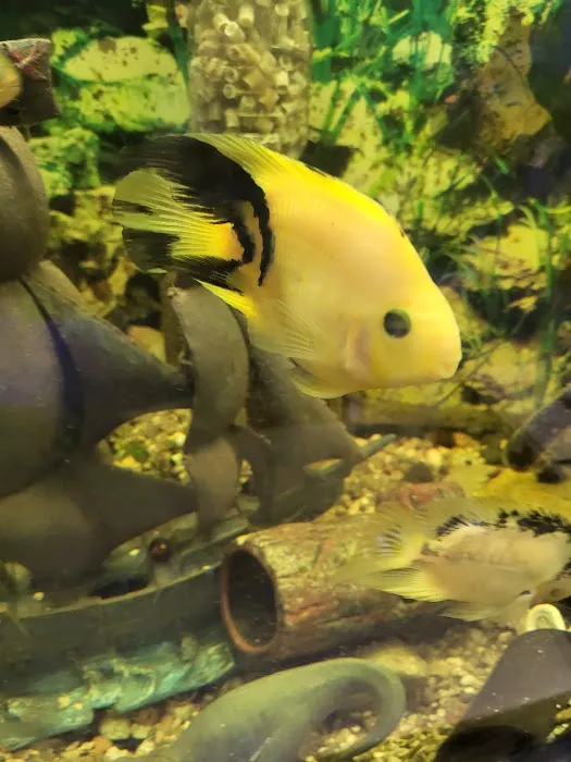 Alex's Advanced Aquatics Picture 5
