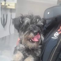 St Mark Animal Clinic / Jackson Heights Animal Clinic ico