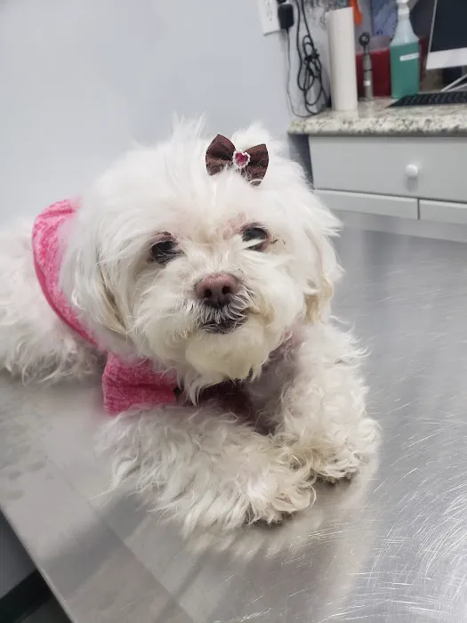 Value Veterinary Clinic Picture 4