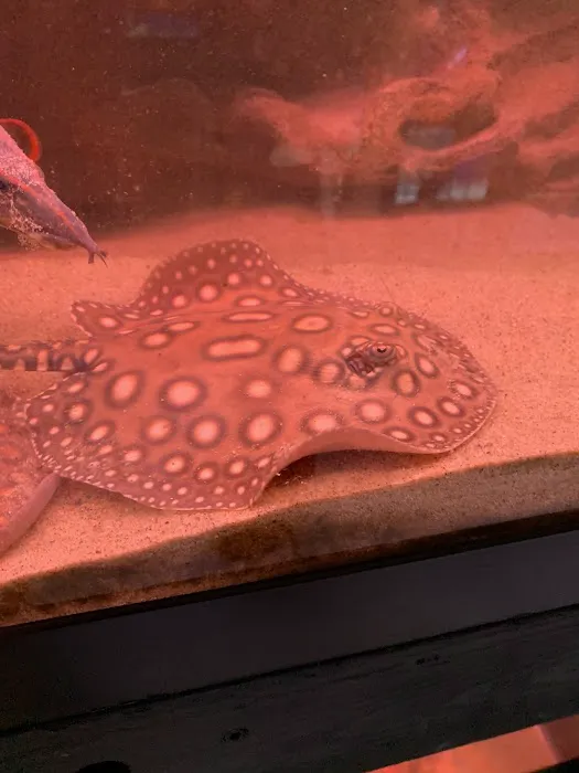 Imperial Exotics Picture 3