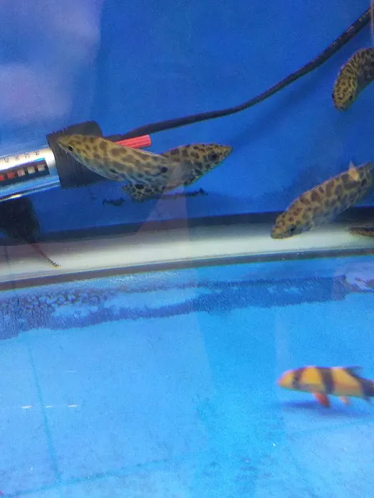 Imperial Exotics Picture 6