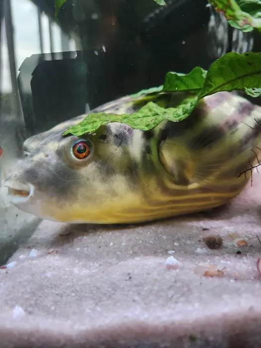 Imperial Exotics Picture 9