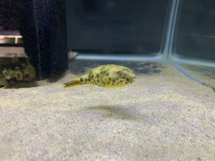 Imperial Exotics Picture 5