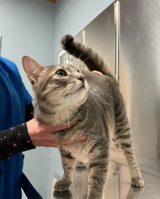 Middletown Animal Clinic Picture 10