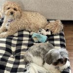 Bronx Veterinary Center of Eastchester Road