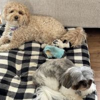 Bronx Veterinary Center of Eastchester Road ico