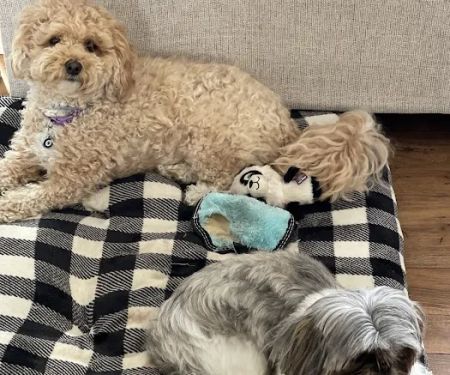 Bronx Veterinary Center of Eastchester Road