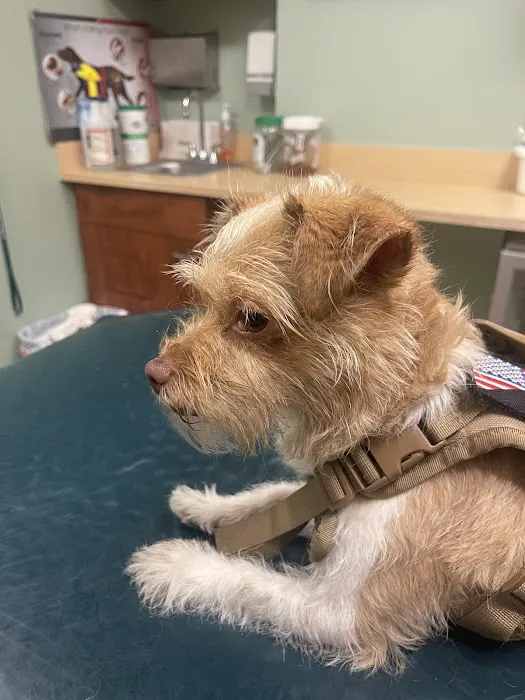 Bronx Veterinary Center of Eastchester Road Picture 5