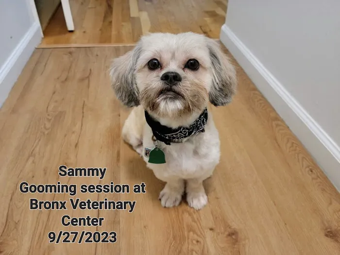 Bronx Veterinary Center of Eastchester Road Picture 3