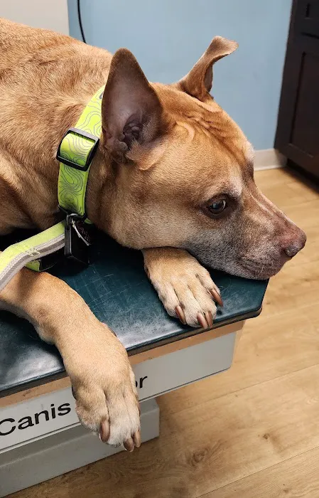 Bronx Veterinary Center of Eastchester Road Picture 8