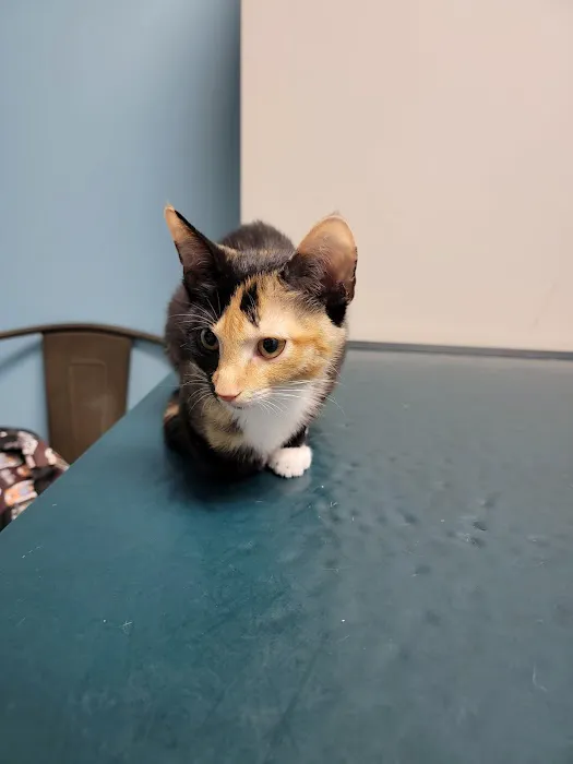 Bronx Veterinary Center of Eastchester Road Picture 9