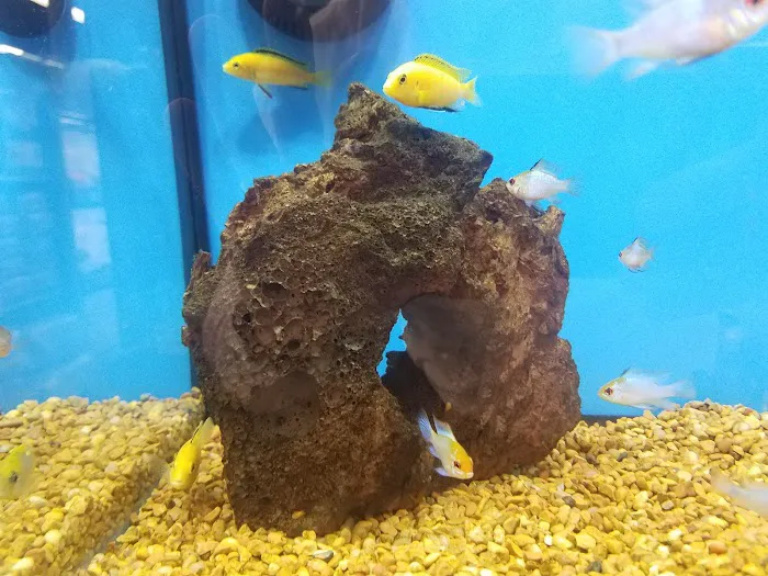 Petco Picture 8