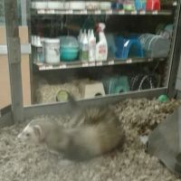 Petco ico