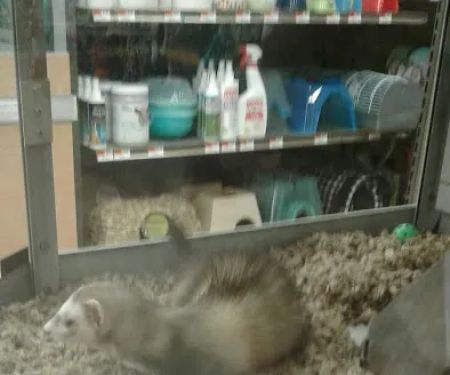Petco