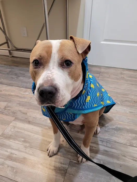 Bronx County Animal Hospital Picture 2