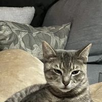 Bronx County Animal Hospital ico