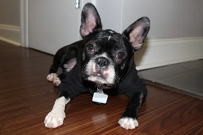 Bronx County Animal Hospital Picture 8